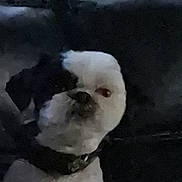 Petie is registered to the contest to win money with this photo: dog, small_dog, white_dog, black_and_white, pet, canine, sitting, collar, short_hair, face, eyes, nose, indoors, couch, dark, dim_lighting, portrait, close_up, blurry, cute