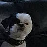 dog, small_dog, white_dog, black_and_white, pet, canine, sitting, collar, short_hair, face, eyes, nose, indoors, couch, dark, dim_lighting, portrait, close_up, blurry, cute