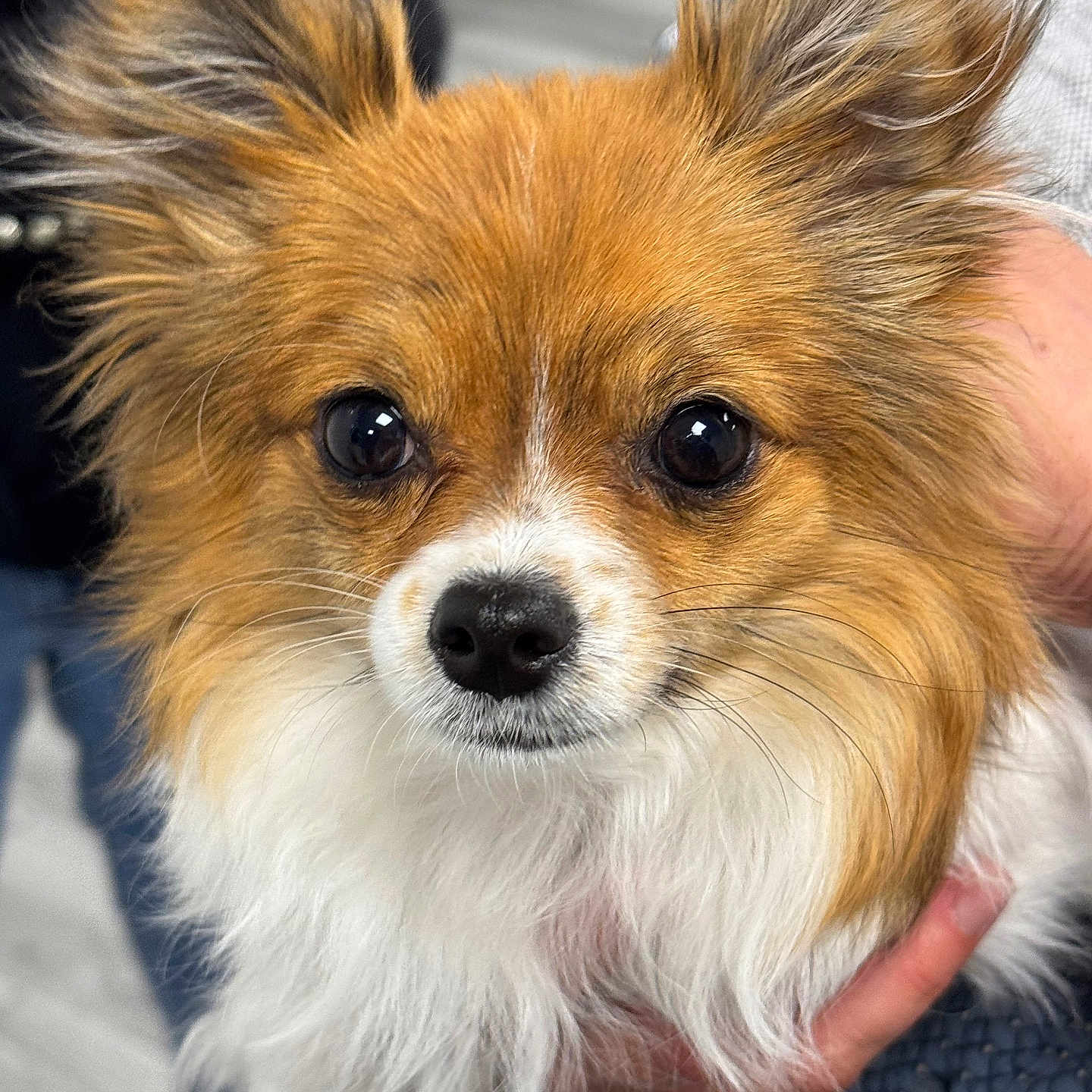 Luna is registered to the contest to win money with this photo: animal, blurred_background, brown_fur, canine, close_up, cute, dog, domestic_animal, ears, eyes, face, fluffy, friendly, fur, hand, holding, indoor, pet, portrait, white_fur