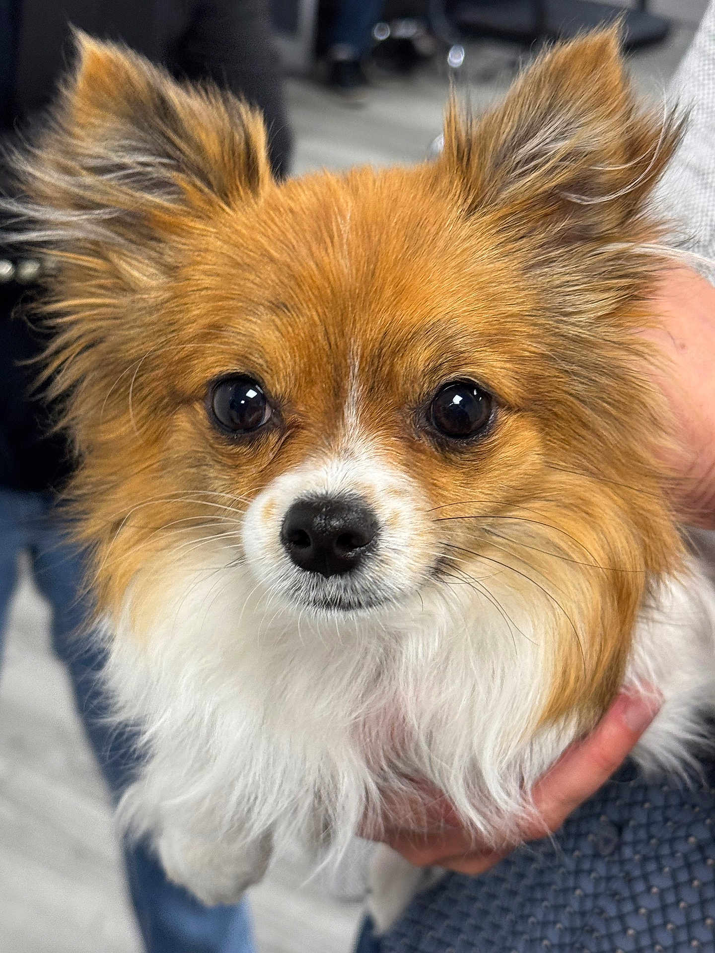 Luna is registered to the contest to win money with this photo: dog, pet, close_up, fluffy, brown_fur, white_fur, ears, eyes, portrait, cute, animal, domestic_animal, canine, fur, face, hand, holding, indoor, blurred_background, friendly