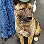dog, graduation_cap, pet, indoor, floor, person, blue_dress, leash, obedient, brown_fur, white_paws, happy, sitting, canine, celebration, achievement, animal, companion, cute, smiling