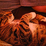 Socks joined the competition — help win amazing prizes! cat, tabby, sleeping, close_up, fur, whiskers, paws, domestic_animal, pet, relaxed, cozy, warm_lighting, indoor, resting, cute, animal, feline, striped, comfort, nap