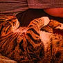 cat, tabby, sleeping, close_up, fur, whiskers, paws, domestic_animal, pet, relaxed, cozy, warm_lighting, indoor, resting, cute, animal, feline, striped, comfort, nap