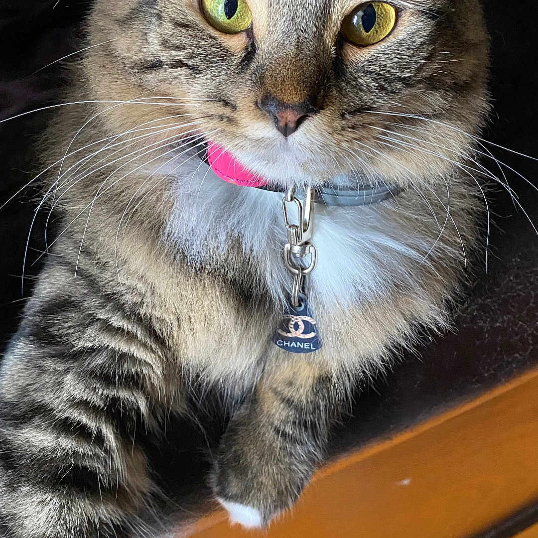 Chanel is registered to the contest to win money with this photo: cat, tabby, pet, feline, collar, chanel_tag, yellow_eyes, whiskers, fur, indoor, wooden_floor, closeup, portrait, animal, cute, domestic_cat, paw, relaxed, striped, fluffy