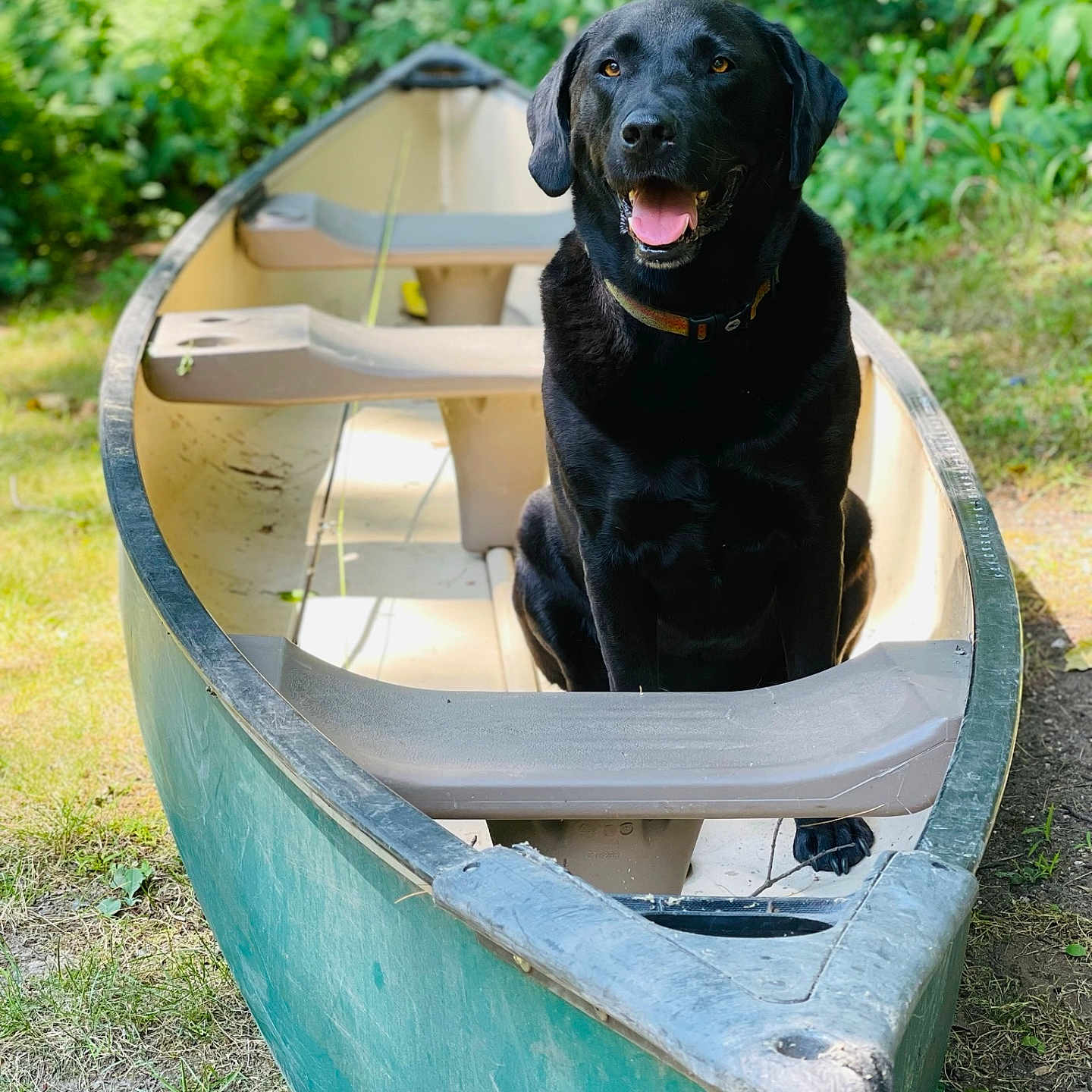 Riley joined the competition — help win amazing prizes! animal, boat, canine, canoe, canoeing, dinghy, dog, kayak, labradorretriever, leisureactivities, person, pet, puppy, rowboat, sport, transportation, vehicle, water, watercraft, watersports