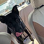 Rooster is registered to the contest to win money with this photo: animal, bodypart, canine, car, car_interior, carseat, couch, cushion, dog, headrest, homedecor, hound, labradorretriever, mouth, person, pet, pointer, puppy, transportation, vehicle
