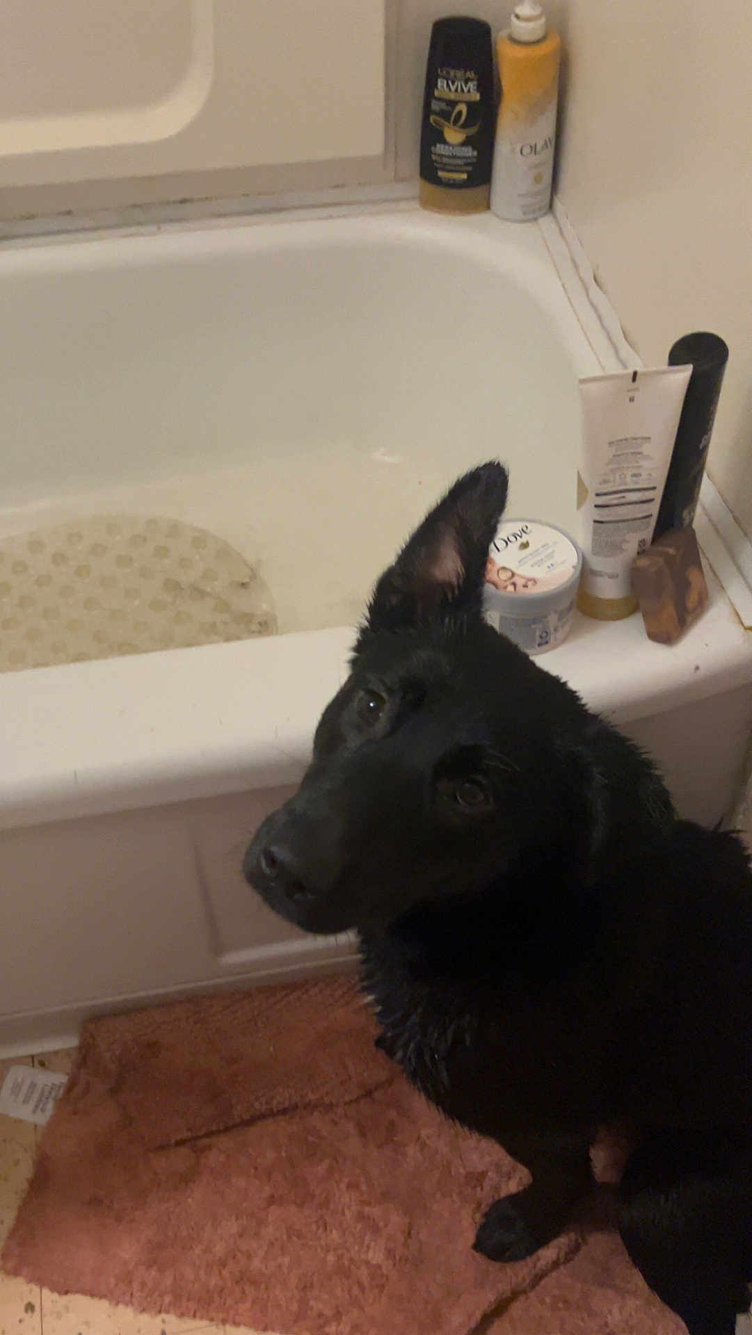 Rooster is registered to the contest to win money with this photo: alcohol, animal, bathing, bathroom, bathtub, beer, beverage, canine, dog, hottub, hound, indoors, labradorretriever, person, pet, plywood, puppy, room, tub, wood