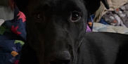 Rooster joined the competition — help win amazing prizes! animal, architecture, bed, bedroom, blanket, canine, couch, dog, furniture, head, homedecor, hound, indoors, labradorretriever, laundry, linen, person, pet, puppy, room