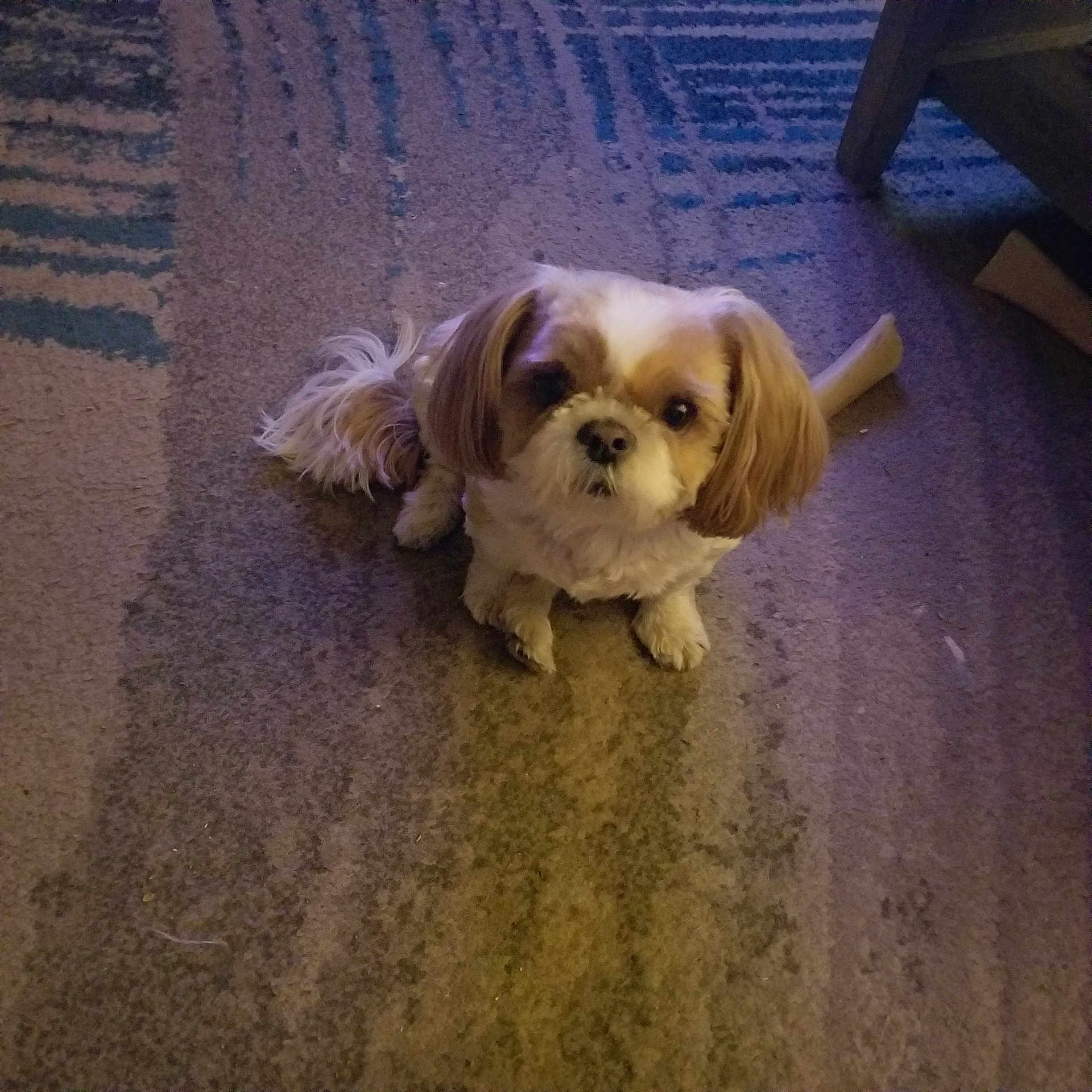 Max joined the competition — help win amazing prizes! animal, bone, brown_and_white, canine, carpet, companion, curious, cute, dog, domestic, floor, fluffy, fur, home, indoor, looking_up, pet, playful, sitting, small_dog