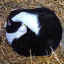 cat, sleeping, black_and_white, curled_up, straw, outdoor, animal, fur, resting, peaceful, cute, nature, mammal, whiskers, pet, relaxation, cozy, feline, close_up, texture