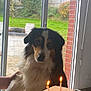 dog, birthday, candle, bread, hand, window, indoor, table, pet, animal, celebration, fluffy, black_and_white, brown, fur, face, looking, grass, garden, brick_wall