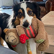 Bruce participe au concours pour gagner de l'argent avec cette photo : dog, toy, stuffed_animal, indoor, cozy, tricolor, pet, furry, playful, cute, canine, living_room, wooden_table, fur, animal, soft_toy, brown, white, black, companion