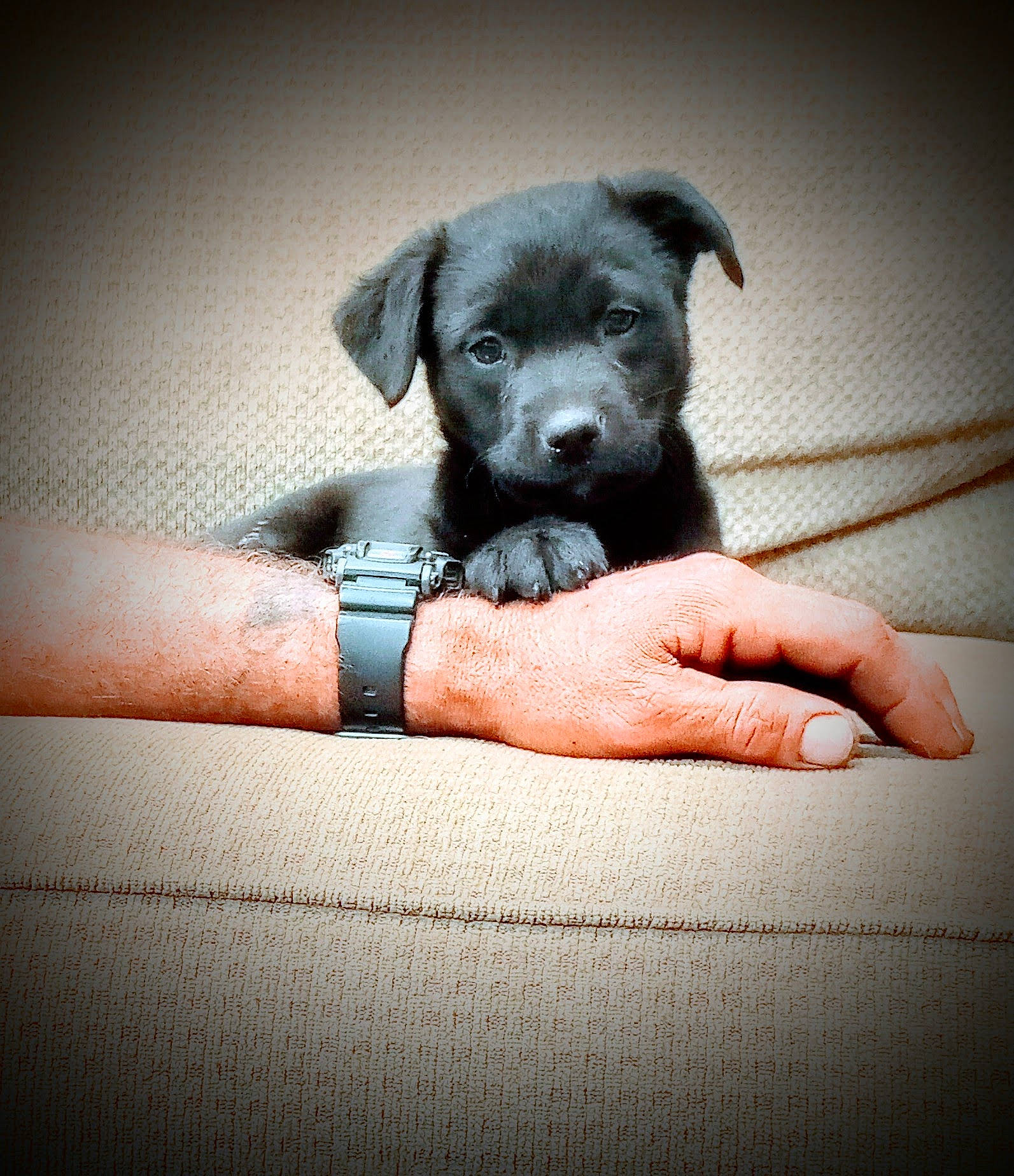 Bear joined the competition — help win amazing prizes! canidae, carnivore, comfort, companion_dog, darkness, dog, dog_breed, elbow, fashion_accessory, fawn, flash_photography, gesture, human_leg, nail, sitting, snout, sporting_group, tints_and_shades, working_animal, wrist