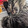 Anakin participe au concours pour gagner de l'argent avec cette photo : animal, cat, closeup, colorful, cozy, cute, fur, indoor, kitten, nap, patterned_fabric, paw, peaceful, pet, resting, sleeping, soft, tabby, whiskers, young