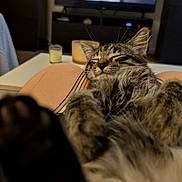 Anakin a rejoint le concours — aidez-le/la à gagner de superbes lots ! blurred_background, candle, cat, close_up, comfort, cozy, fur, furniture, home, indoor, living_room, nap, paws, person, pet, relaxation, sleeping, tabby, table, television