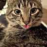 Anakin participe au concours pour gagner de l'argent avec cette photo : animal, cat, close_up, curious, cute, domestic, ears, eyes, face, feline, fur, indoor, mammal, nose, pet, playful, soft_light, tabby, tongue_out, whiskers