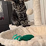 cabinet, cat, cat_tree, cozy, curious, ears, furniture, furry, hammock, home, indoor, kitten, paws, pet, plant, playful, soft, tabby, toy_mouse, whiskers
