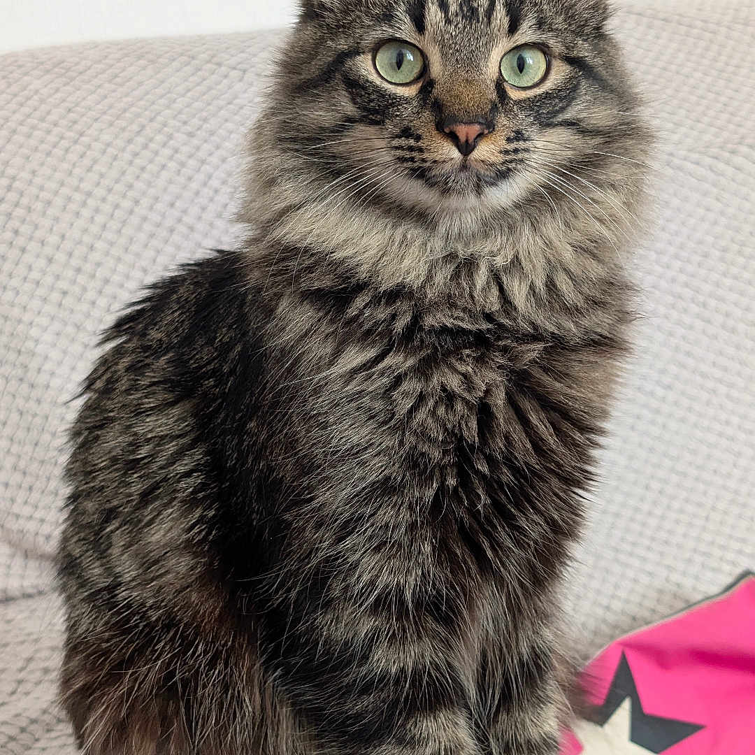 Anakin