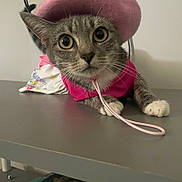 Georgina joined the competition — help win amazing prizes! cat, tabby_cat, pink_beret, pink_outfit, wide_eyes, curious, shelf, gray_surface, indoor, pet, animal, costume, face, whiskers, paws, fur, looking_at_camera, domestic_cat, cute, fashion