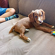 Arthur is registered to the contest to win money with this photo: blue_shorts, brown_fur, child, comfort, couch, cute, dog, furniture, home, indoor, legs, pet, playful, puppy, relaxing, resting, socks, toy, white_markings, young_dog