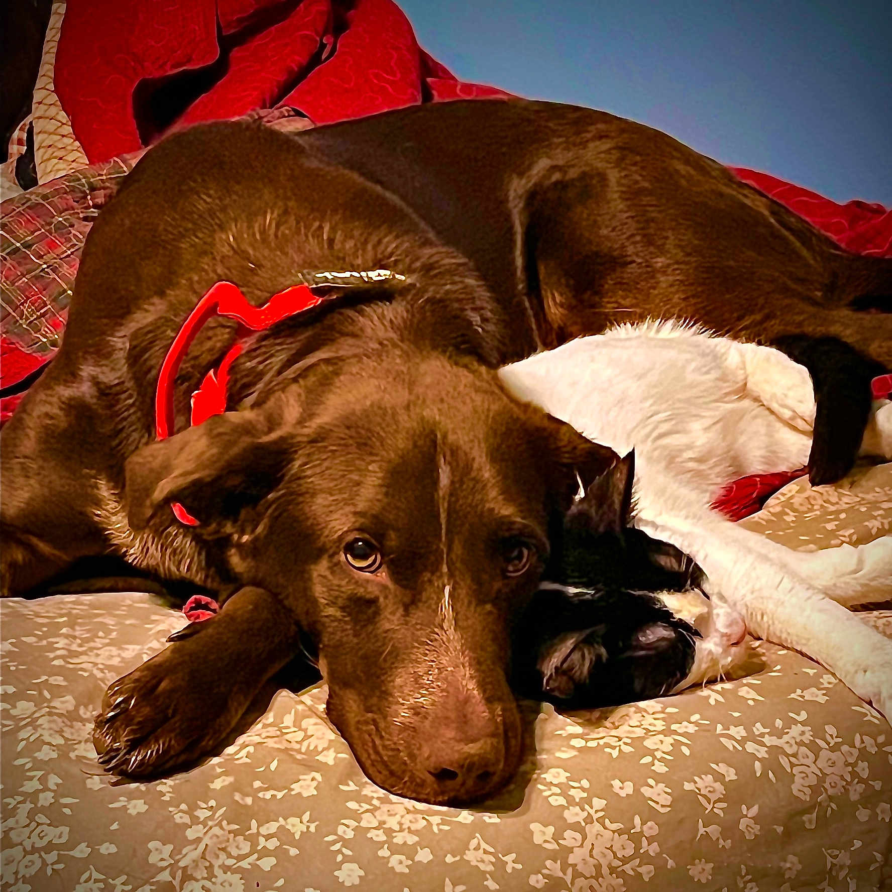 Cho is registered to the contest to win money with this photo: animal, bed, black_and_white_cat, blanket, brown_dog, cat, companion, cozy, cute, dog, domestic, floral_pattern, fur, indoor, pet, red_collar, relaxed, resting, sleeping, snuggling