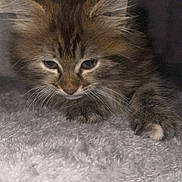 Sonic participe au concours pour gagner de l'argent avec cette photo : adorable, animal, cat, closeup, cute, ears, feline, fur, furry, fuzzy, indoor, kitten, mammal, paw, pet, resting, sleepy, soft, whiskers, young