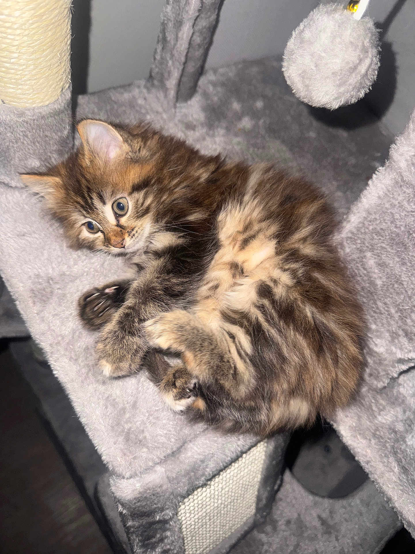 Sonic participe au concours pour gagner de l'argent avec cette photo : adorable, animal, cat, cat_tree, cozy, curious, cute, fluffy, fur, furry, indoor, kitten, paws, pet, playing, small, soft, tabby, whiskers, young