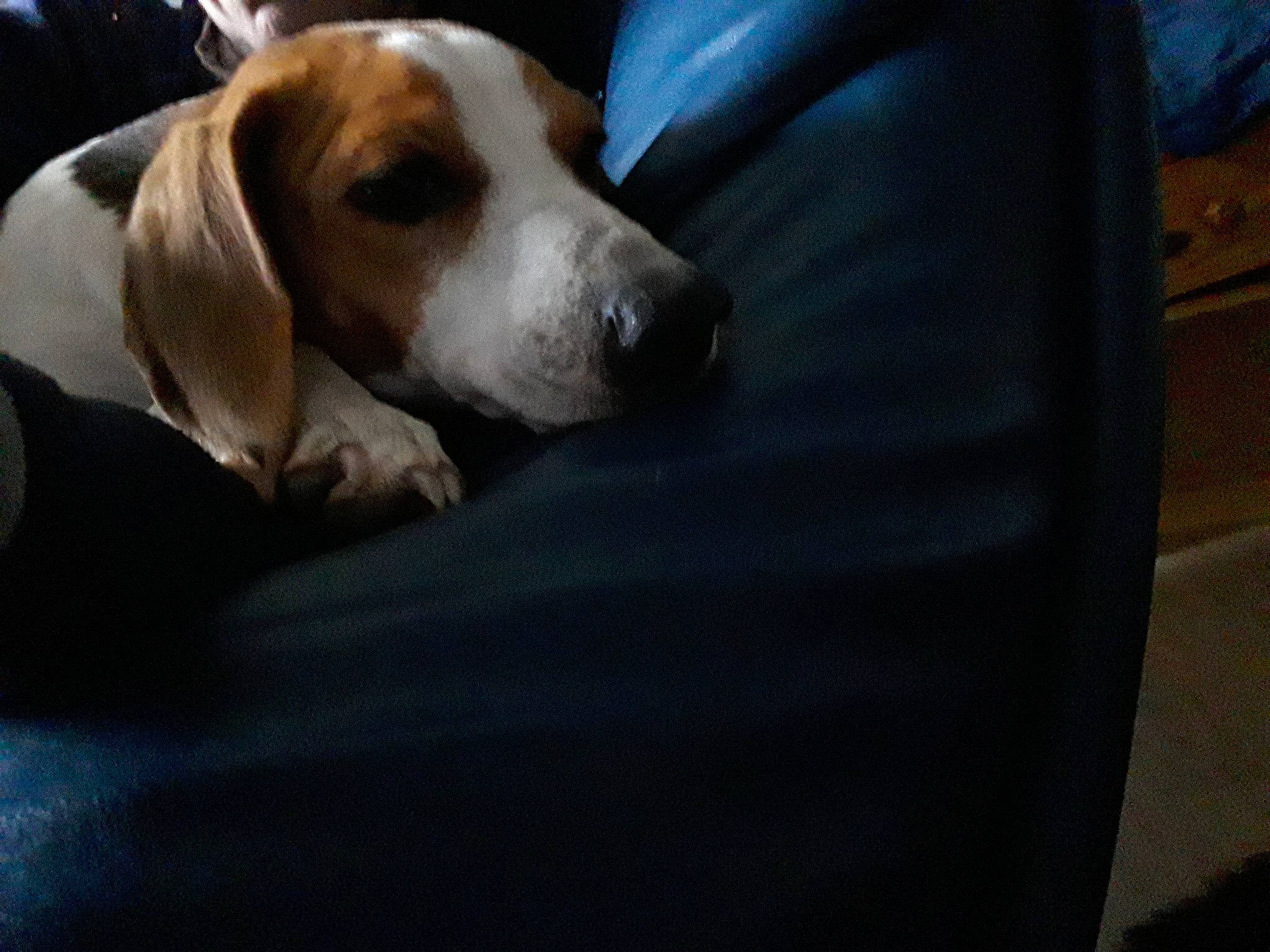 Moly participe au concours pour gagner de l'argent avec cette photo : american_foxhound, basset_artesien_normand, beagle, beagle_harrier, braque_saint_germain, canidae, carnivore, dog, dog_breed, drever, english_foxhound, estonian_hound, finnish_hound, hamiltonstovare, harrier, mammal, posavac_hound, scent_hound, snout, vertebrate