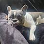 dog, french_bulldog, pet, indoor, couch, blanket, resting, animal, canine, fur, paw, ears, snout, napping, cozy, relaxed, domestic, companion, portrait, cute