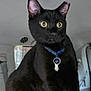 black_cat, cat, pet, animal, indoor, car_interior, headrest, collar, yellow_eyes, curious, feline, seat, transport, domestic_animal, whiskers, ears, fur, sitting, close_up, portrait