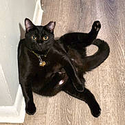 Julius joined the competition — help win amazing prizes! black_cat, cat, pet, indoor, floor, wood_floor, animal, feline, collar, tag, paw, ears, sitting, curious, looking, domestic_cat, cute, playful, relaxed, fur