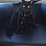 black_cat, cat, pet, animal, bat_wings, costume, leather_chair, indoor, yellow_eyes, fur, whiskers, sitting, cute, domestic_cat, portrait, feline, playful, chair, relaxed, funny