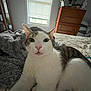 Tyco is registered to the contest to win money with this photo: cat, indoor, bed, blanket, window, drapes, furniture, dresser, plant, cozy, pet, animal, white_fur, tabby, curious, relaxed, whiskers, ears, soft_light, home