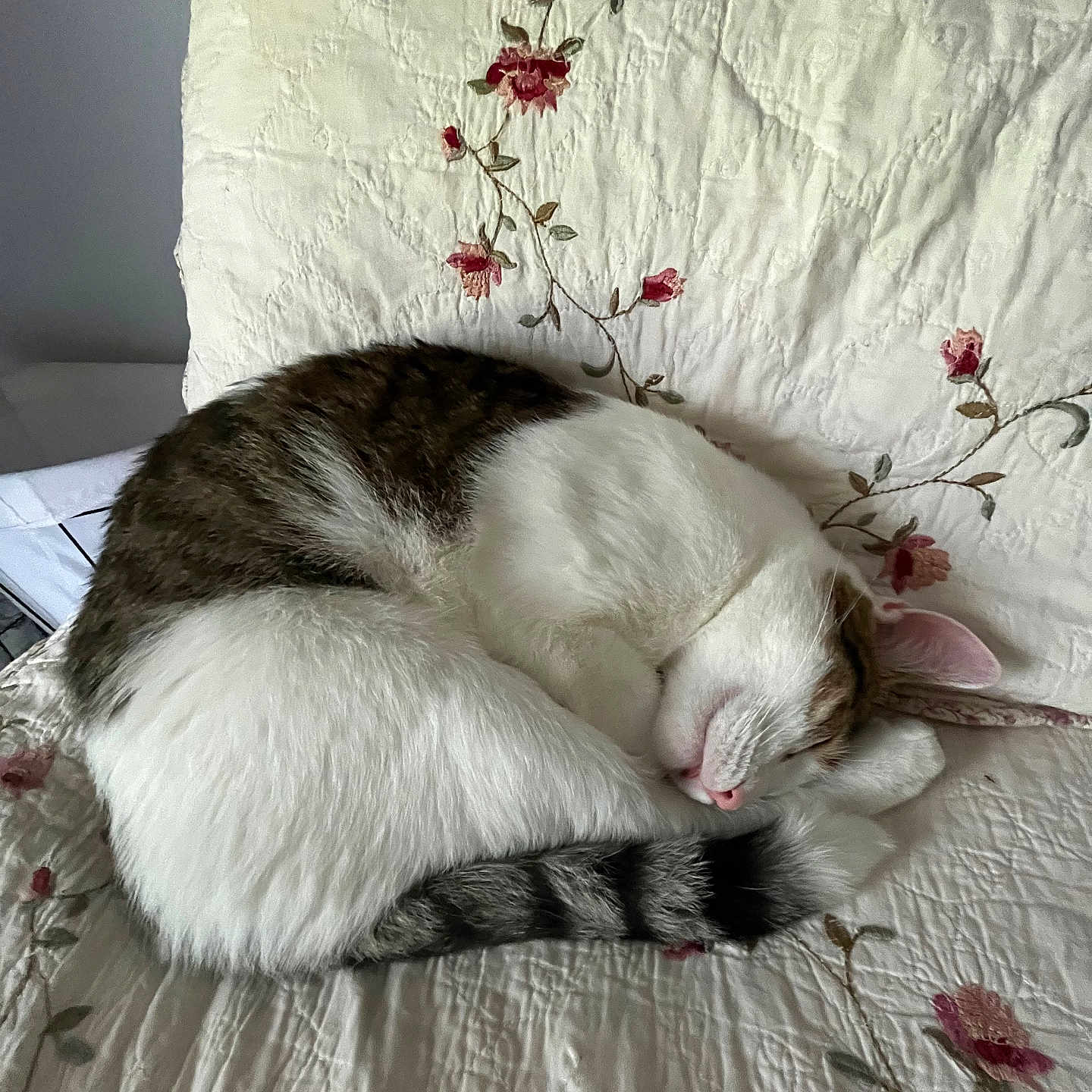 Tyco joined the competition — help win amazing prizes! animal, cat, comfort, cozy, curled_up, cute, feline, floral_pattern, fur, home, indoor, pet, pink_nose, quilt, relaxed, resting, sleeping, soft, striped_tail, white_fur