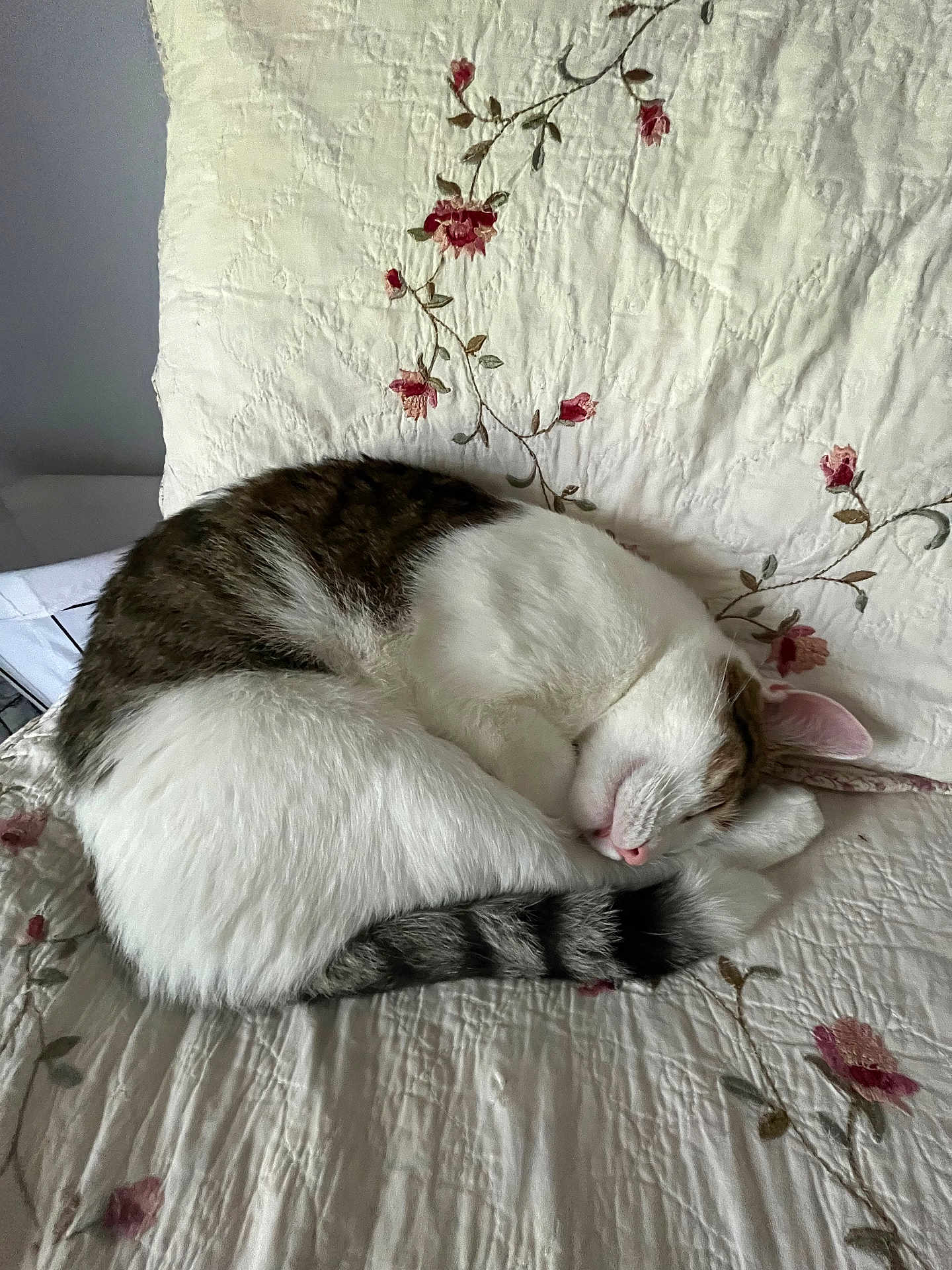 Tyco joined the competition — help win amazing prizes! cat, sleeping, curled_up, white_fur, striped_tail, quilt, floral_pattern, indoor, cozy, resting, pet, cute, feline, fur, pink_nose, relaxed, home, animal, comfort, soft