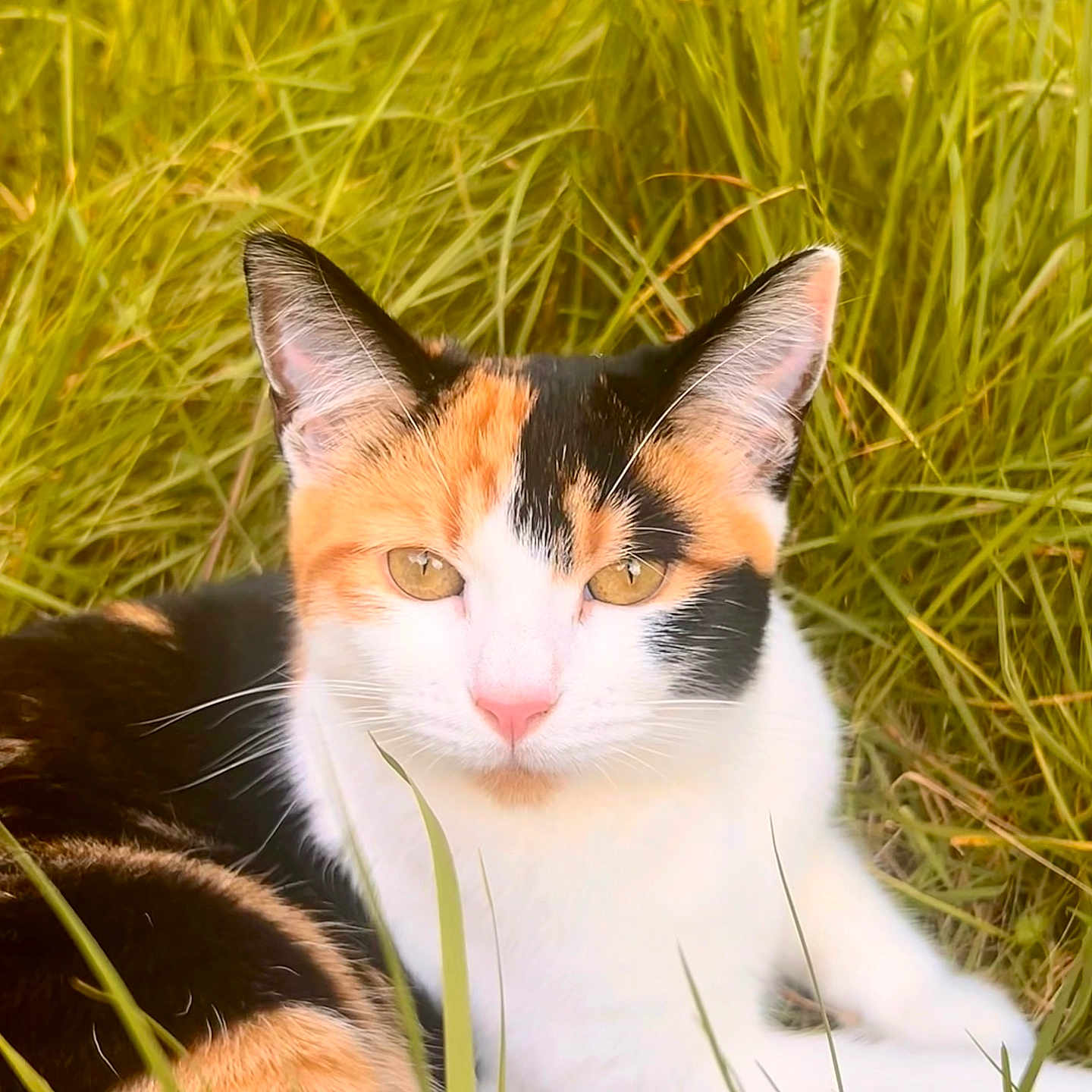 Loti participe au concours pour gagner de l'argent avec cette photo : abyssinian, angora, animal, bodypart, cat, countryside, field, grass, grassland, green, kitten, lawn, manx, mouth, nature, outdoors, person, pet, plant, sleeping