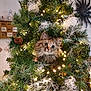 animal, cat, christmas, christmasdecorations, christmastree, christmastreeornaments, conifer, festival, kitten, pet, pine, plant, spruce, tree