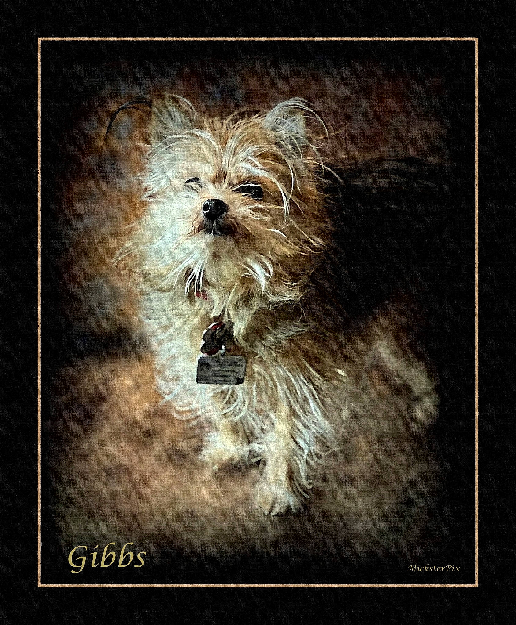 Gibbs is registered to the contest to win money with this photo: biewer_terrier, canidae, carnivore, companion_dog, darkness, dog, dog_breed, font, illustration, liver, maltepoo, photo_caption, small_terrier, snout, sporting_group, still_life_photography, terrier, toy_dog, water_dog, whiskers