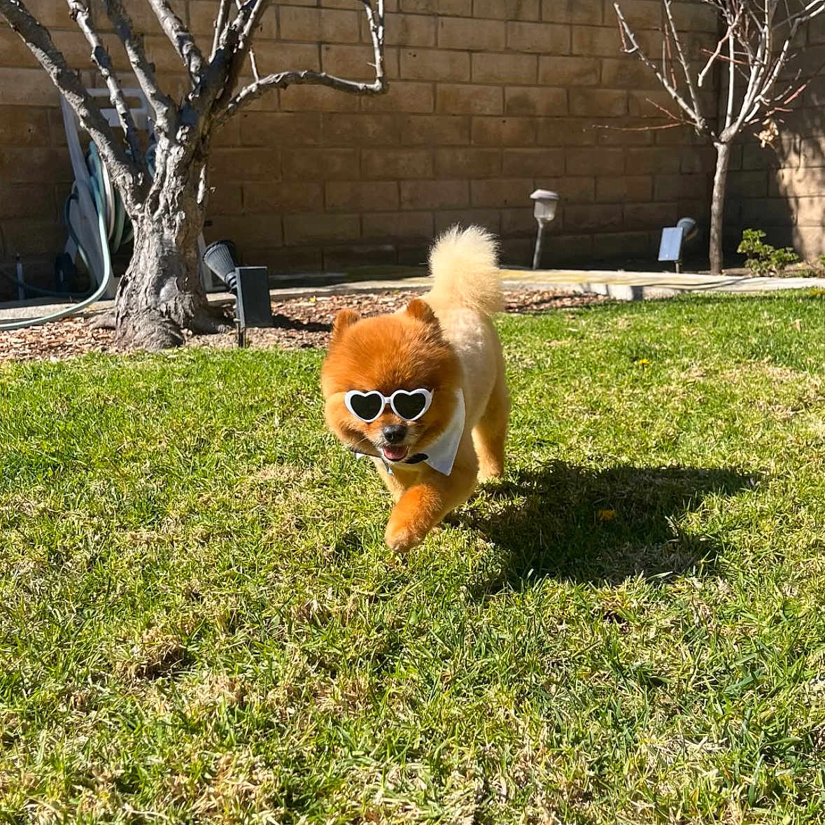 Geno is registered to the contest to win money with this photo: accessories, animal, backyard, ball, canine, dog, grass, lawn, nature, outdoors, pet, plant, puppy, sport, summer, sunglasses, tennis, tree, vegetation, yard