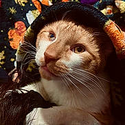 Vertigo joined the competition — help win amazing prizes! cat, ginger_cat, white_cat, close_up, blanket, patterned_blanket, whiskers, pet, animal, fur, paw, hand, cozy, indoors, resting, cute, portrait, warm, comfort, domestic_cat