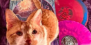 Vertigo is registered to the contest to win money with this photo: cat, orange_cat, vinyl_records, album_covers, purple_background, music, record_collection, pet, curious_cat, indoor, closeup, whiskers, feline, cute, orange_and_white, nostalgic, colorful, retro, soft_texture, looking_up