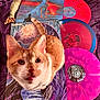 cat, orange_cat, vinyl_records, album_covers, purple_background, music, record_collection, pet, curious_cat, indoor, closeup, whiskers, feline, cute, orange_and_white, nostalgic, colorful, retro, soft_texture, looking_up