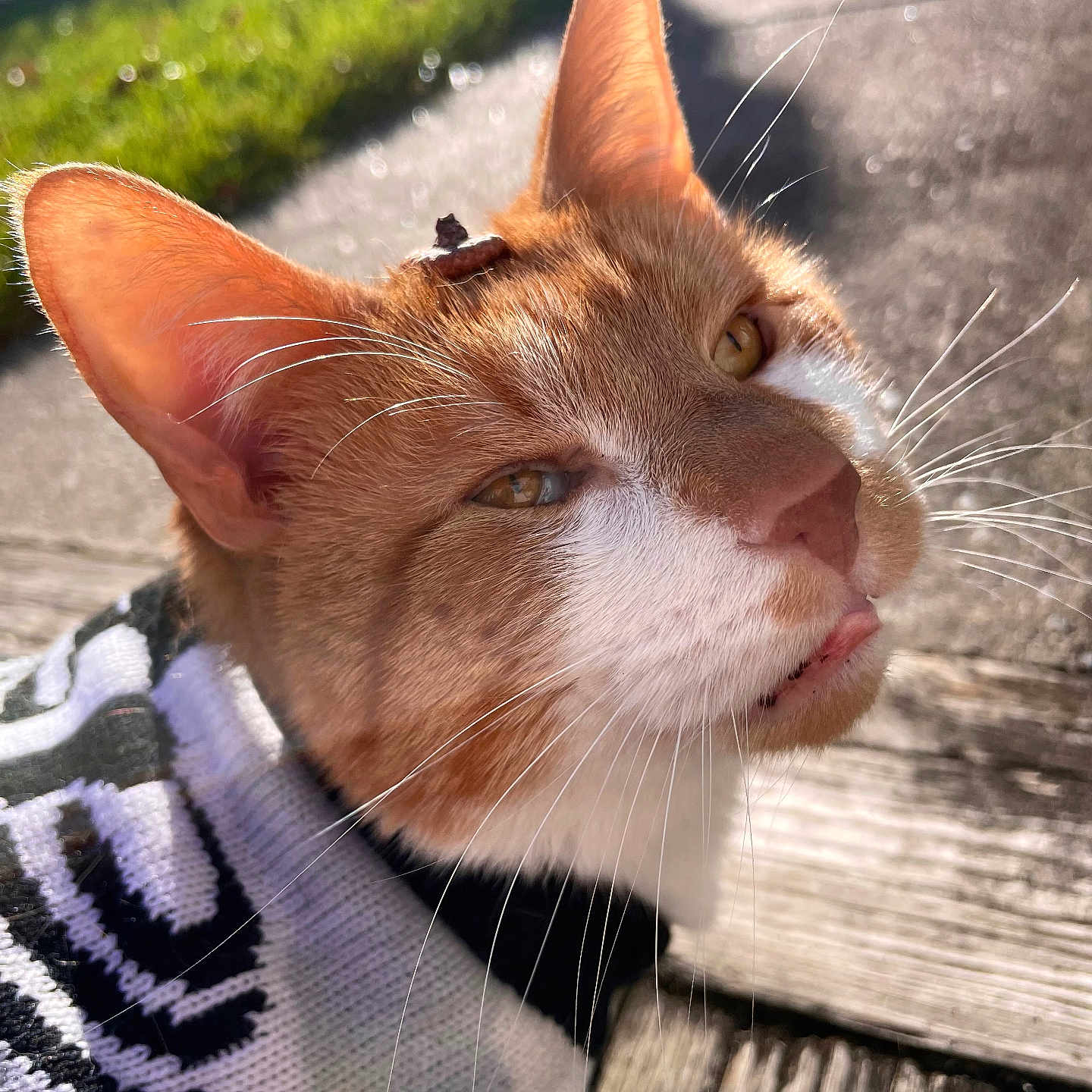 Vertigo is registered to the contest to win money with this photo: animal, cat, close_up, cozy, curious, cute, daylight, fall, fur, leaf, nature, orange_cat, outdoor, pet, portrait, sunlight, sweater, whiskers, white_fur, wooden_surface