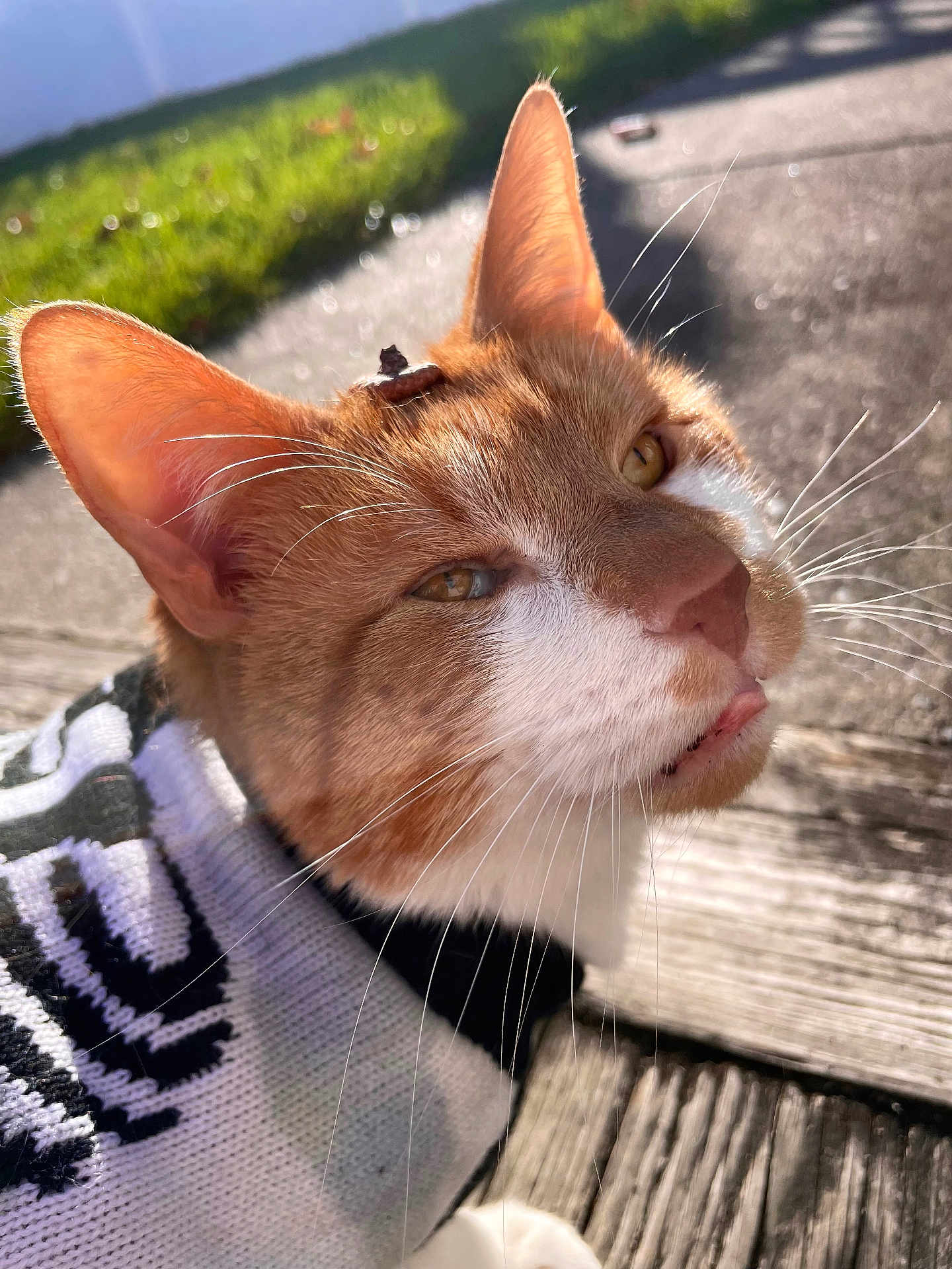 Vertigo is registered to the contest to win money with this photo: cat, orange_cat, white_fur, sweater, outdoor, sunlight, whiskers, leaf, close_up, pet, animal, fur, cute, nature, wooden_surface, curious, daylight, fall, portrait, cozy
