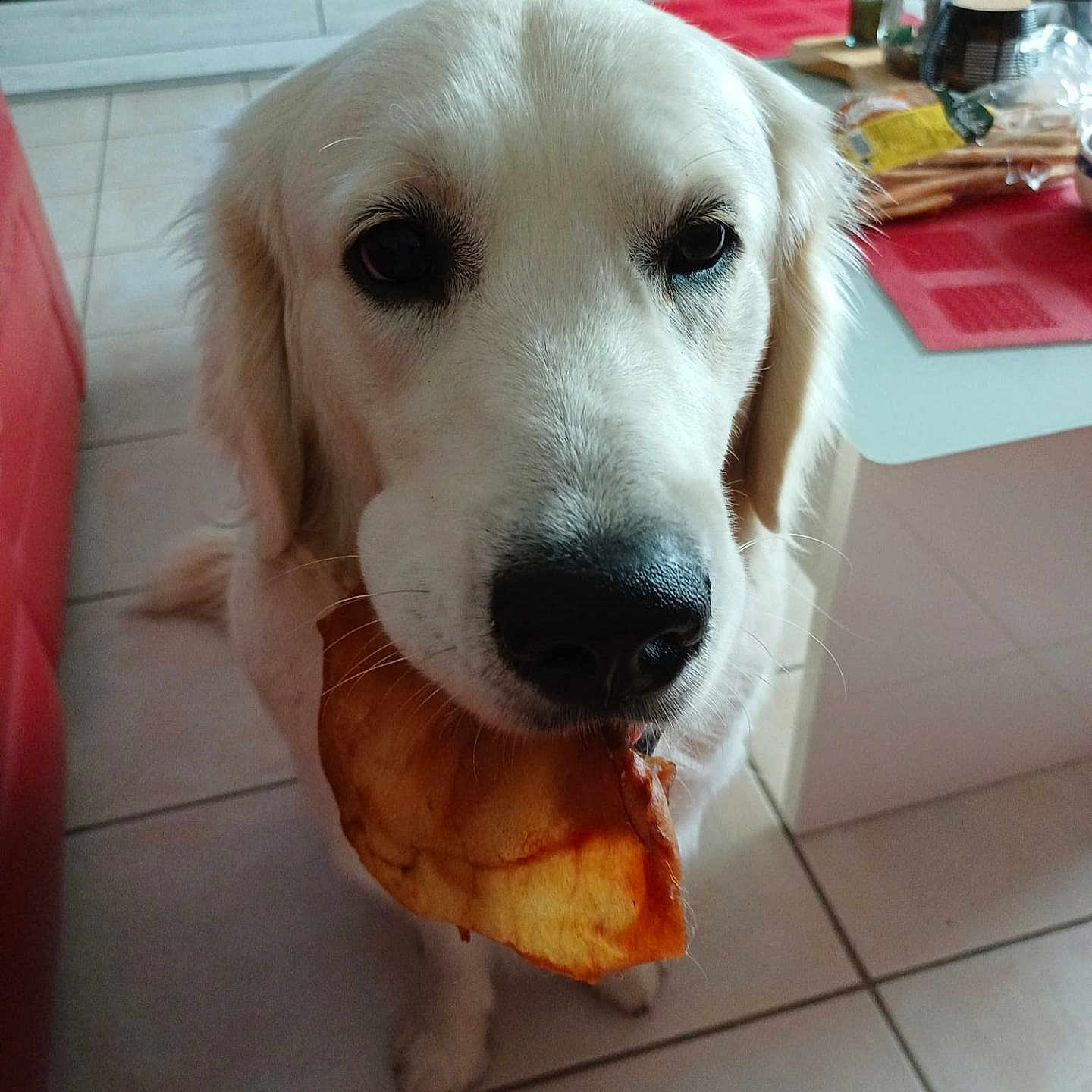 Midoo a rejoint le concours — aidez-le/la à gagner de superbes lots ! animal, canine, cute, dog, domestic, floor, food, golden_retriever, household, indoor, kitchen, looking_up, pet, pizza, red_couch, snack, table, tile_floor, waiting, white_dog