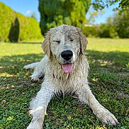 Mido a rejoint le concours — aidez-le/la à gagner de superbes lots ! dog, golden_retriever, muddy, tongue_out, grass, outdoor, sunny, greenery, tree, happy, pet, canine, playful, nature, lying_down, animal, summer, closeup, tongue, relaxed