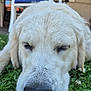 dog, golden_retriever, sleeping, close_up, grass, outdoor, pet, canine, animal, resting, nose, fur, nature, flower, summer, daylight, backyard, relaxation, peaceful, portrait