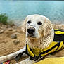 Mido participe au concours pour gagner de l'argent avec cette photo : dog, golden_retriever, life_jacket, wet, sand, beach, lake, water, towel, outdoor, animal, pet, nature, summer, canine, muddy, resting, closeup, portrait, playful