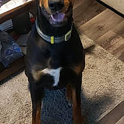 Tim Tim joined the competition — help win amazing prizes! dog, doberman, black_and_tan, pet, canine, indoor, carpet, floor, collar, sitting, looking_up, tail_wagging, ears, wooden_floor, table, clutter, home, animal, fur, cute