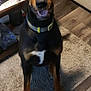 dog, doberman, black_and_tan, pet, canine, indoor, carpet, floor, collar, sitting, looking_up, tail_wagging, ears, wooden_floor, table, clutter, home, animal, fur, cute